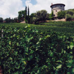 La Tour Melas 2020 (750ml) Vieilles Vignes | Palies Rizes - Image 4