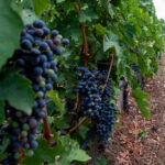 La Tour Melas 2020 (750ml) Vieilles Vignes | Palies Rizes - Image 2