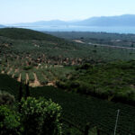 La Tour Melas 2020 (750ml) Vieilles Vignes | Palies Rizes - Image 3