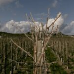 T-OINOS project - CLOS STEGASTA MAYROTRAGANO - Premier Greek Red Wine 2020 and 2019 - Image 2