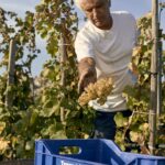 T-OINOS project - CLOS STEGASTA ASYRTIKO - Premier Organic Greek White Wine 2023 - Image 3