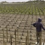 T-OINOS project - CLOS STEGASTA MAYROTRAGANO RARE  - Premier Greek Red Wine Vintage 2017 Magnum 1500ml - Image 3