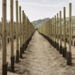 T-OINOS project - CLOS STEGASTA MAYROTRAGANO RARE  - Premier Greek Red Wine Vintage 2017 Magnum 1500ml - Image 4