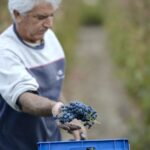 T-OINOS project - CLOS STEGASTA MAYROTRAGANO RARE  - Premier Greek Red Wine Vintage 2017 Magnum 1500ml - Image 2