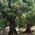 Olive Trees in Ikaria Greece