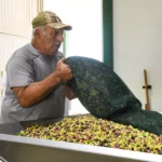 Early Harvest at Atsas Olive Oil Estate Early Harvest at Atsas Olive Oil Estate