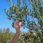 Close-up of freshly harvested green olives being handpicked by the team at Atsas Olive Oil farm. Handpicking Olives at Atsas Farm