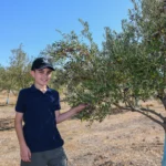 Atsas olive picking Atsas olive picking