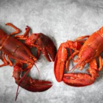 Hand using lobster fork to pick meat from crab legs