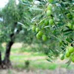 Pamako Simple Blend Litre Organic EVOO BIB - Image 4