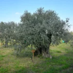 Close-up view of an olive tree trunk with Olive Oil and Extra Virgin olives.