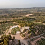 Olive groves in Lleida under Cuadrat Valley’s sustainable farming