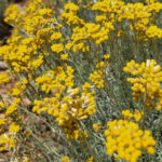 Lavandia Greek Organic Helichrysum 30gr