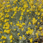 Lavandia Greek Organic Helichrysum 30gr