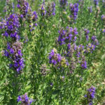 Lavandia Organic Greek Hyssop 40gr