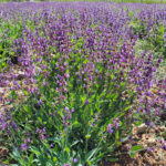 Lavandia Lavender Organic Essential Oil 10ml - Image 4