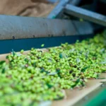 Greek Olives