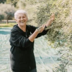 hand-picking fresh olives in the sunlit groves of Rhodes, Greece, for Holiston's premium olive oil production.