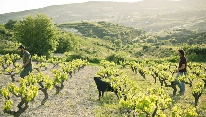Growing Maratheftiko, the difficult grape Growing Maratheftiko, the difficult grape