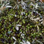 Italian olives