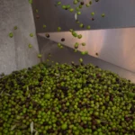 Italian olives harvesting