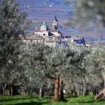 Olive Tree in the Mediterranean