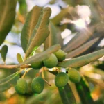 Marfuga Green olives for Polyphenol Rich Olive Oil