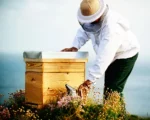 Bee Keeper of Wild Pine Honey from a 100g jar with a dark amber color, sourced from the foothills of Olympus, Greece.