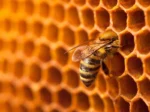 Bee on honeycomb filled with Wild Pine Honey from the foothills of Olympus, Greece.
