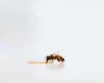 Bee trying to eat honey from a hive
