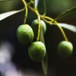 Green Quattrociocchi 1°Olio – fresh early harvest olive oil.