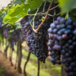 Red Grapes for Cyprus Sweet Wine