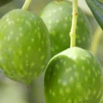 Luxury Italian extra virgin olive oil made from 100% Itrana olives.