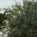 Organic Dried Olive Leaves