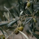 Olive Leaves by Lavandia