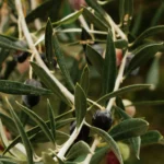 Olives in Ikaria Greece