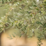 Olives on an organic olive oil grove