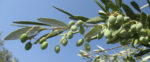 Ripe olives on a tree with a clear blue sky, highlighting their freshness and quality.