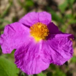 A detailed view of pink Cistus Incanus flower
