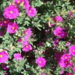 Vibrant Cistus Incanus flowers in full bloom, highlighting their natural beauty and health-giving properties.