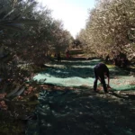Organic Olive Harvesting polyphenol rich extra virgin olive oil