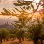 Oro del Desierto Coupage Evoo Bundle