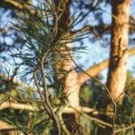Organic Pine Needles - Handcrafted Natural Health Remedy