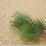 Dried Organic Pine Needles - A Natural Wellness Ingredient