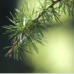 Close-up view of organic pine needles, showcasing their natural texture and rich color.
