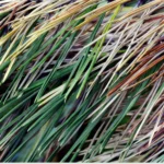 A batch of organic dried pine needles, carefully prepared using traditional drying methods.