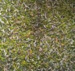 sparta green olives and olive leaves being selected for pressing