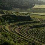 Aerial view of the La Virgen vineyard plot in Labastida, Rioja Alavesa