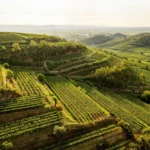 Lush organic vineyards in Montorio Valley where Valpolicella DOC Italian wine grapes are cultivated.