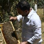 Beeology Sumac Blossom Blond Honey - Image 4